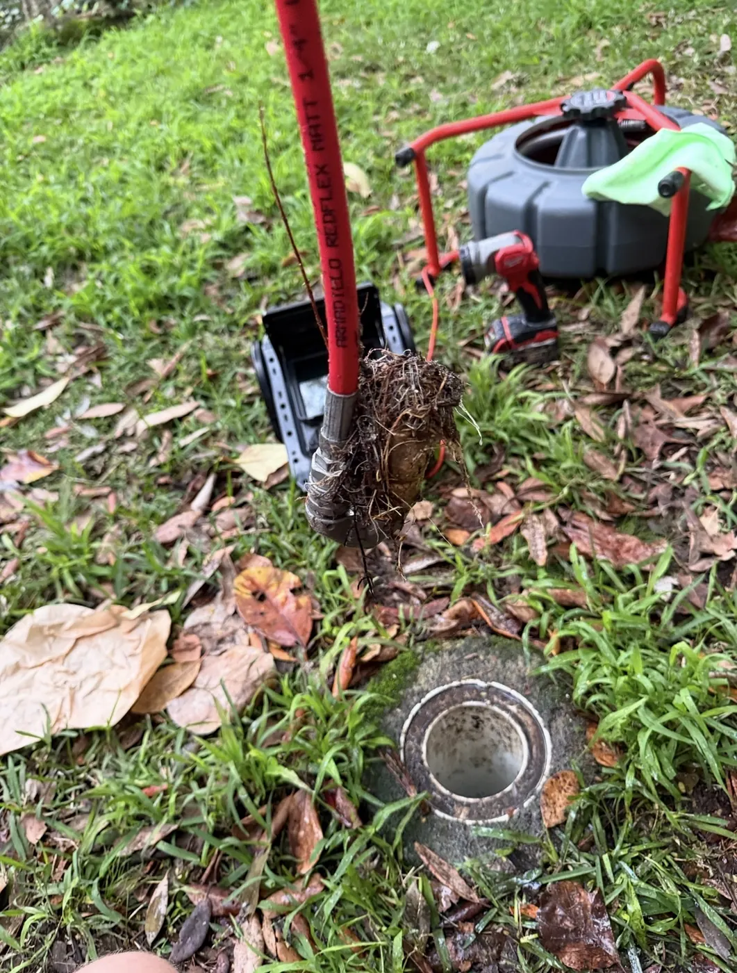 Tree roots on a drain rod beside an open inspection point in a lawn